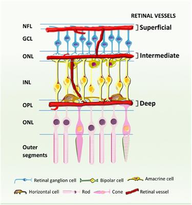 Sweet Stress: Coping With Vascular Dysfunction in Diabetic Retinopathy